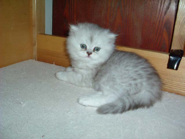 Leon - PER ns 11.jpg