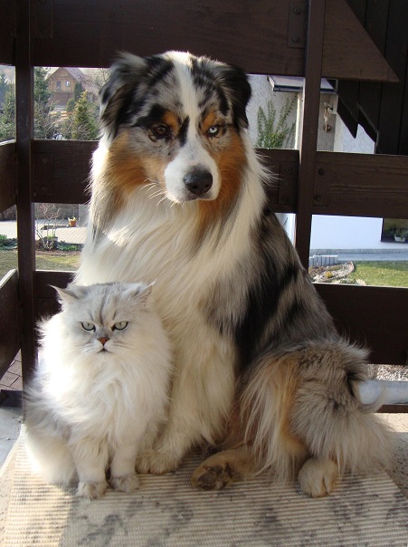 Dare to Dream 2011 (14)