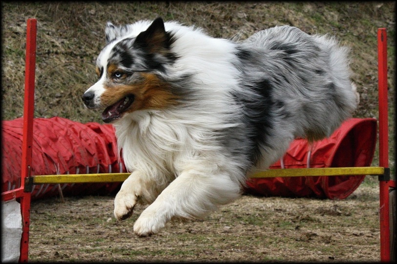 Dare to Dream 2011 (18)