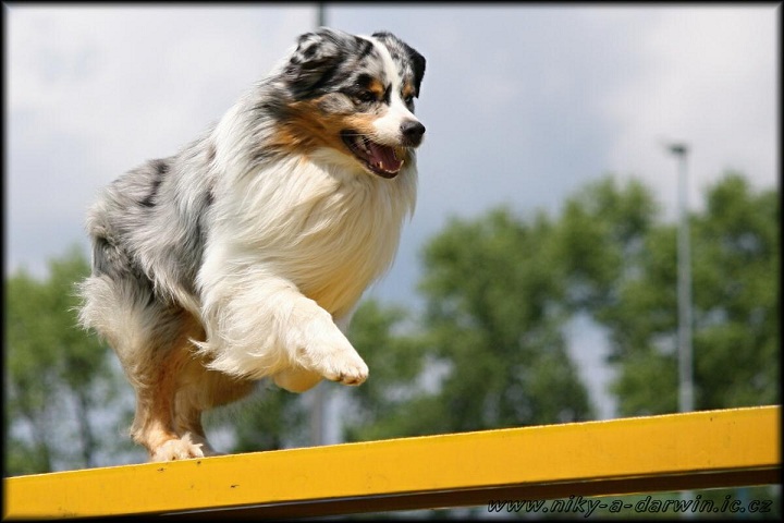 Dare to Dream 2011 (32)