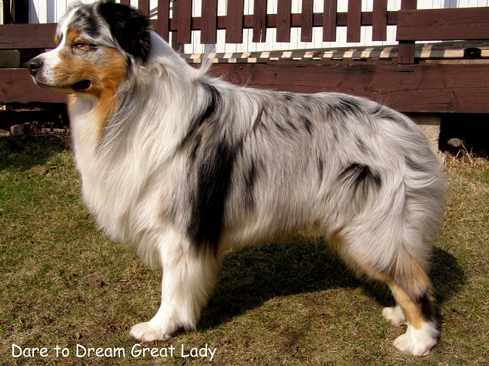 Dare to Dream 2011 (36)